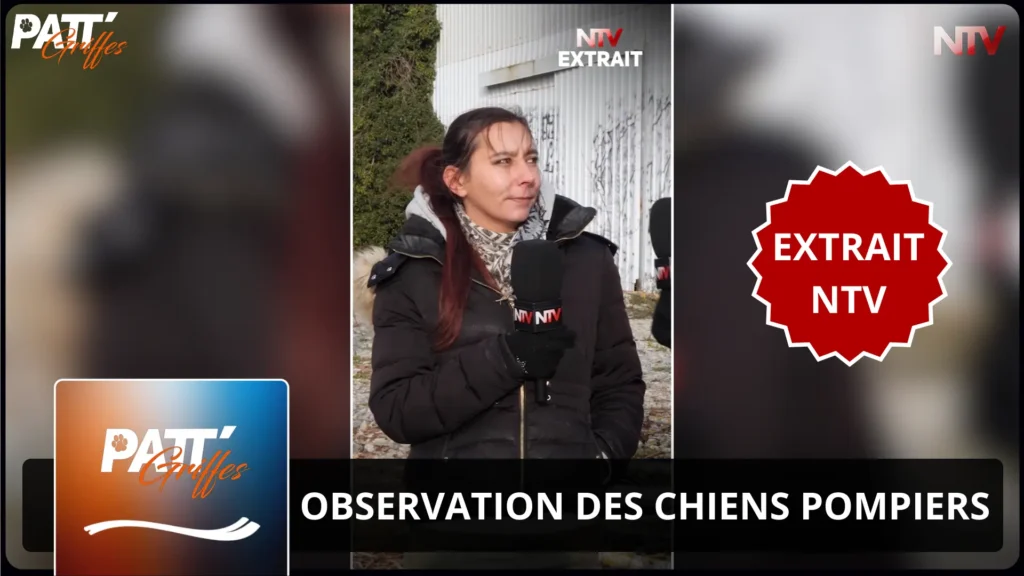 ntv-media-nantes-paris-emission-patt-griffes-ntv.webp