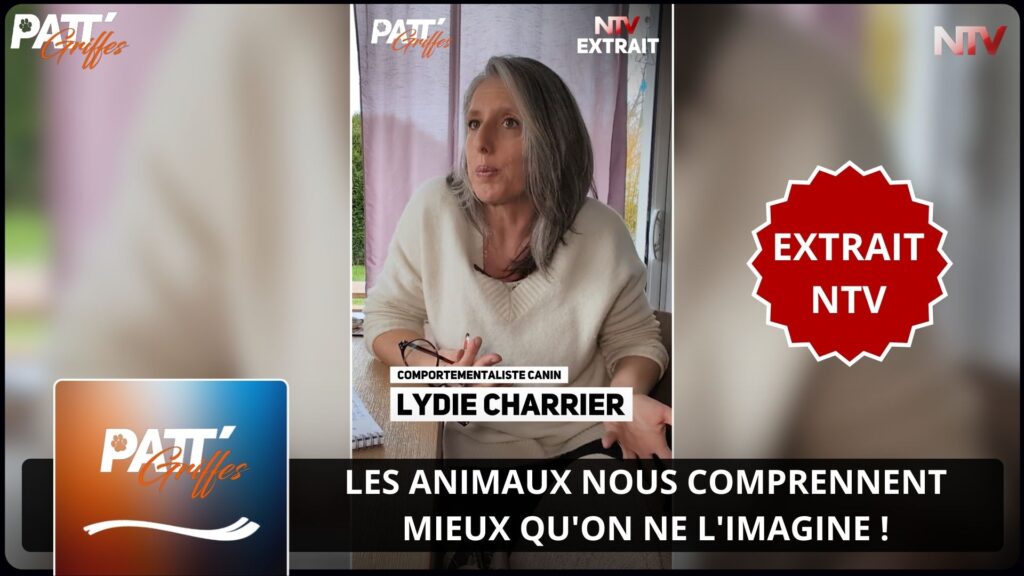 ntv-media-nantes-paris-emission-patt-griffes-ntv.webp