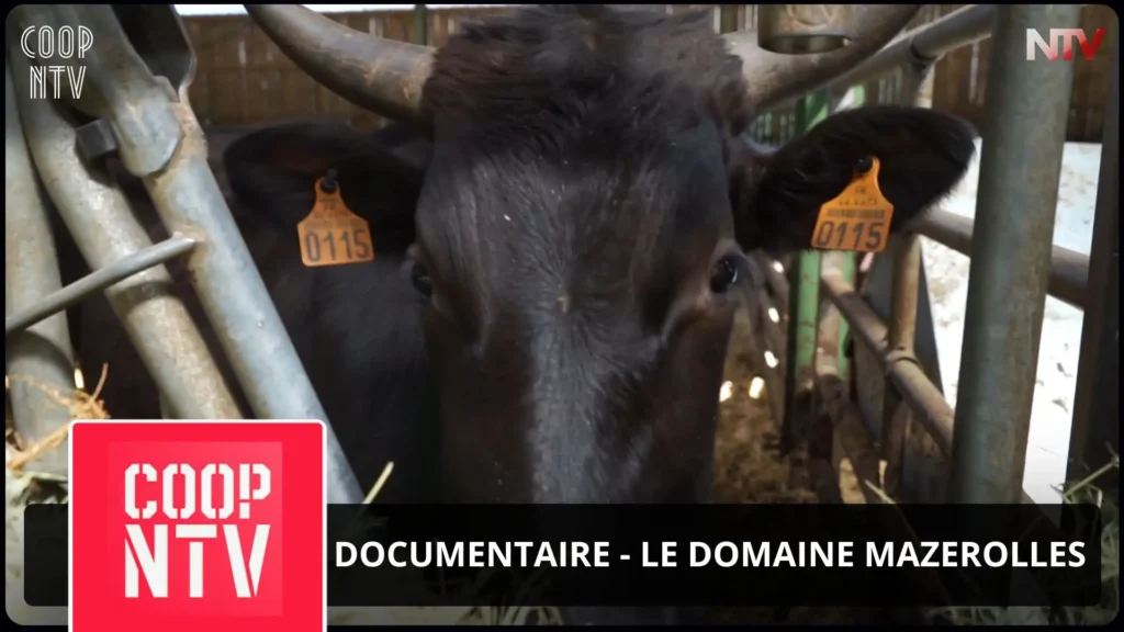 ntv-media-nantes-paris-emission-coop-ntv-ntv.webp